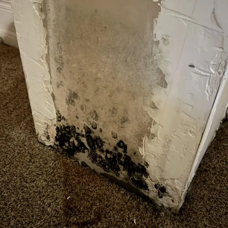 Professional Mold Removal in Campbellsville, KY